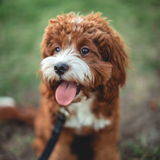 Cavapoo Puppy For Sale - Lone Star Pups Cavapoo Puppy For Sale - Lone Star Pups